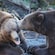 2 grizzly bears play on the ground of a forest in Alaska